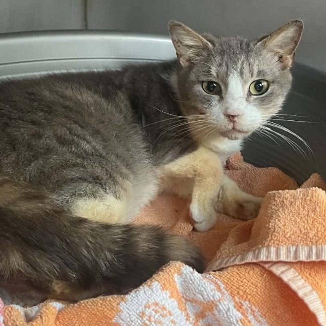 Yuna - Chat Européen à adopter