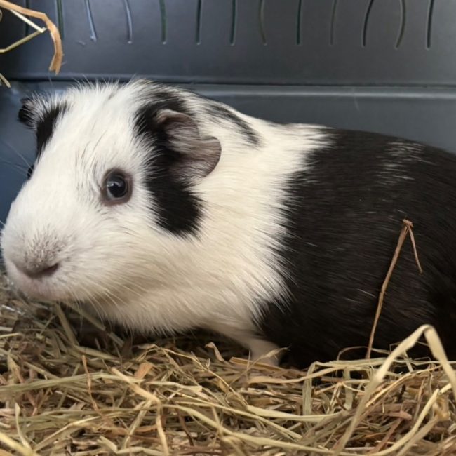 Compote - Rongeur Cobaye à adopter