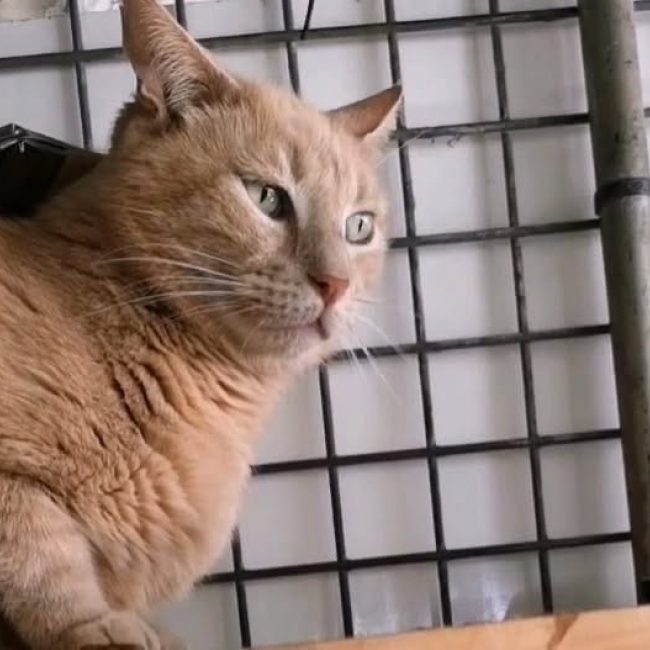 Biscuit - Chat Européen à adopter