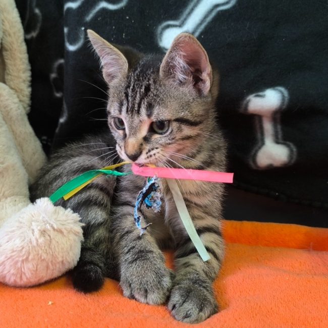 Tigrou