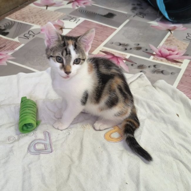 Mina - Chat Européen à adopter