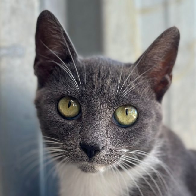 Saturne - Chat à adopter