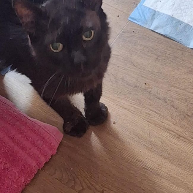 Noirot - Chat à adopter