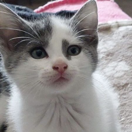 Bohème - Chat Européen à adopter