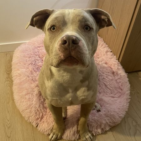 Iron - Chien American Bully à adopter