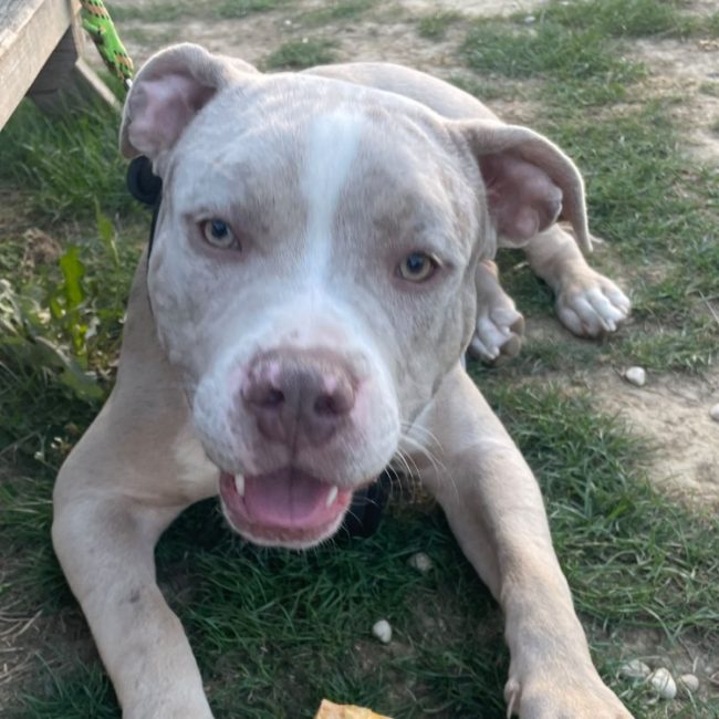 Iron - Chien American Bully à adopter