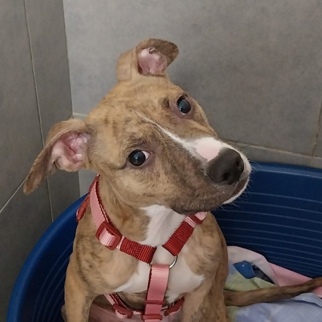 Boogie - Chien Bouledogue Américain à adopter