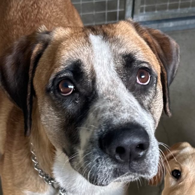 Clyde - Chien à adopter