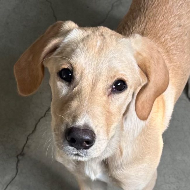 Bonnie - Chien à adopter