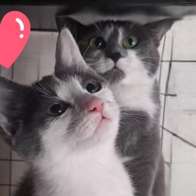 Grisette - Chat Européen à adopter