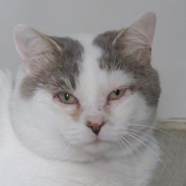 Talos - Chat Européen à adopter