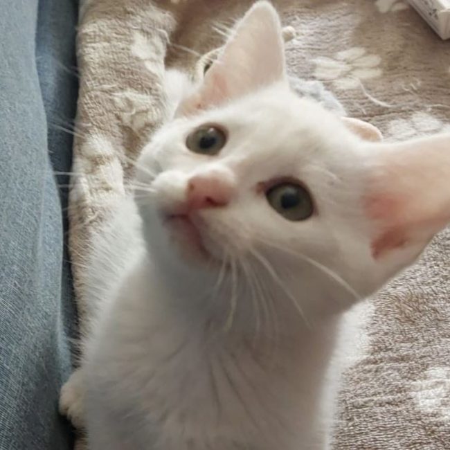 Barry - Chat Européen à adopter