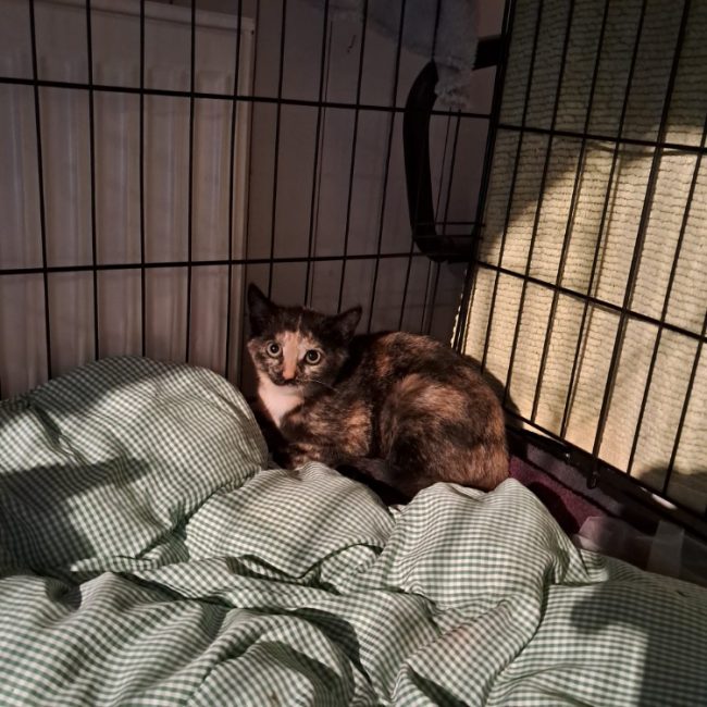 Sakura - Chat Européen à adopter