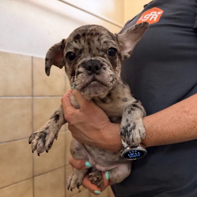 Zazie - Chien Bouledogue Français à adopter