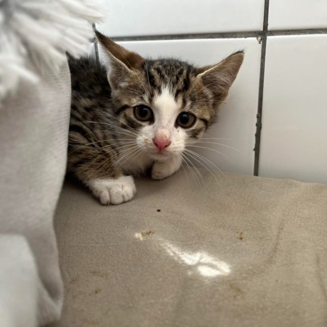 King - Chat Européen à adopter