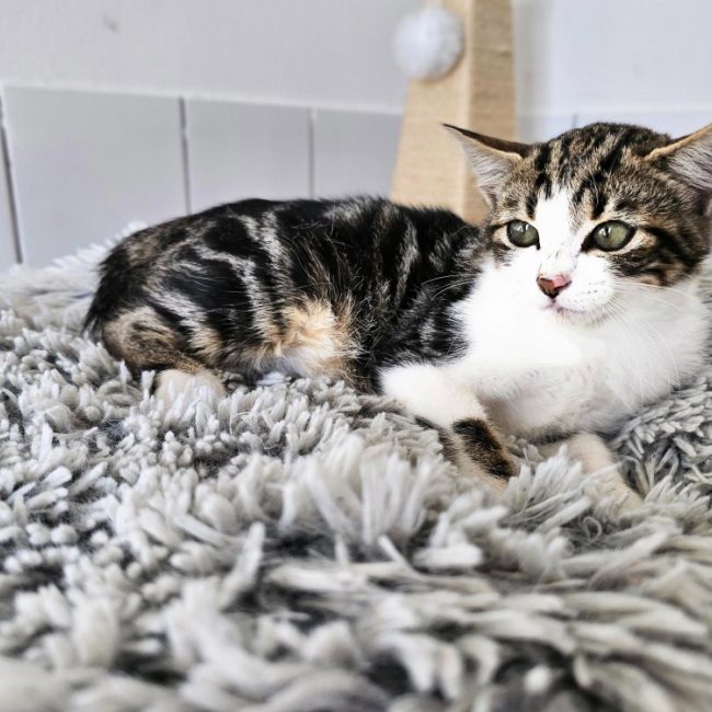 Country - Chat Européen à adopter