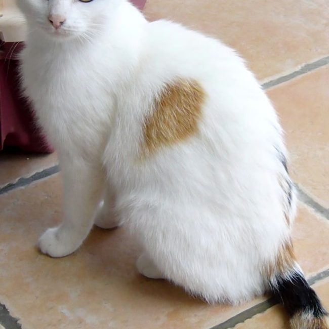 Clochette - Chat à adopter