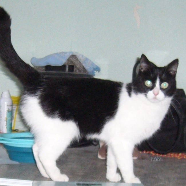 Sucrette - Chat à adopter
