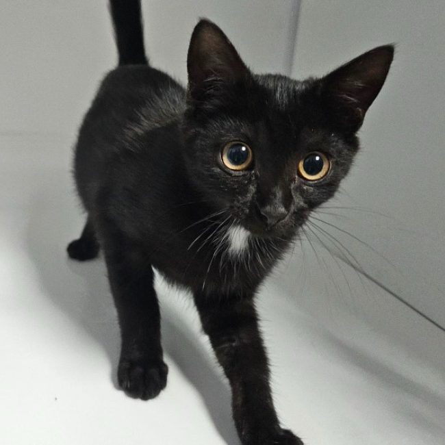 Melba - Chat Européen à adopter