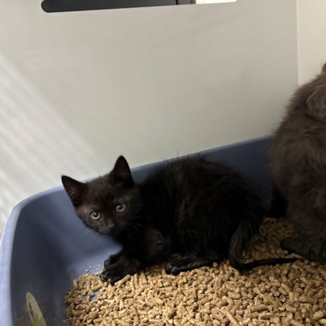 Clip - Chat Européen à adopter