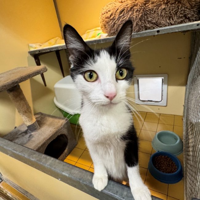 Marie-christine - Chat Européen à adopter