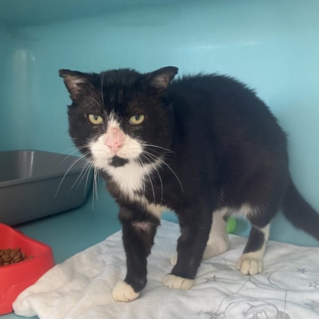 Mushuk - Chat à adopter