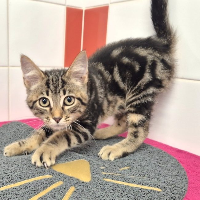 Eugene - Chat Européen à adopter