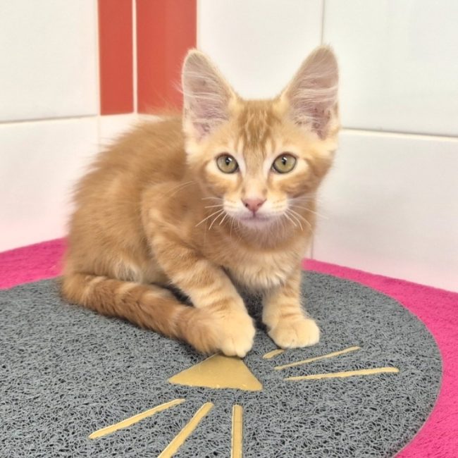 Jax - Chat Européen à adopter