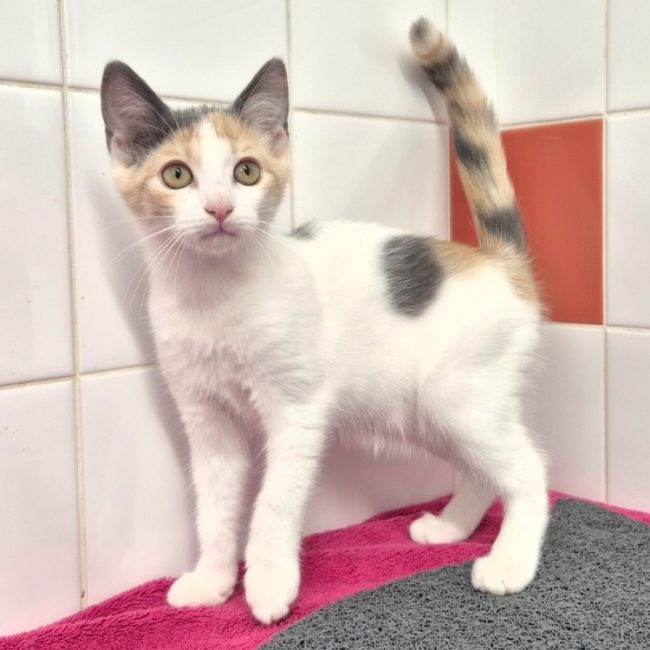 Bianca - Chat Européen à adopter