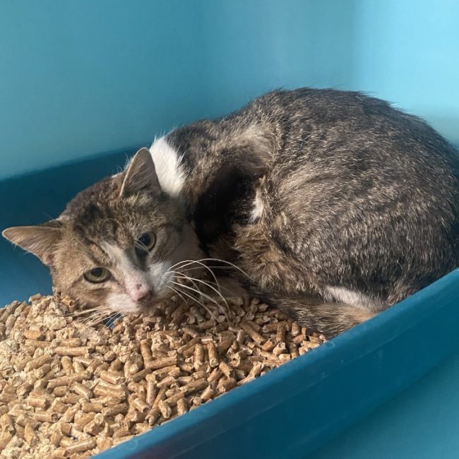 Anteros - Chat Européen à adopter