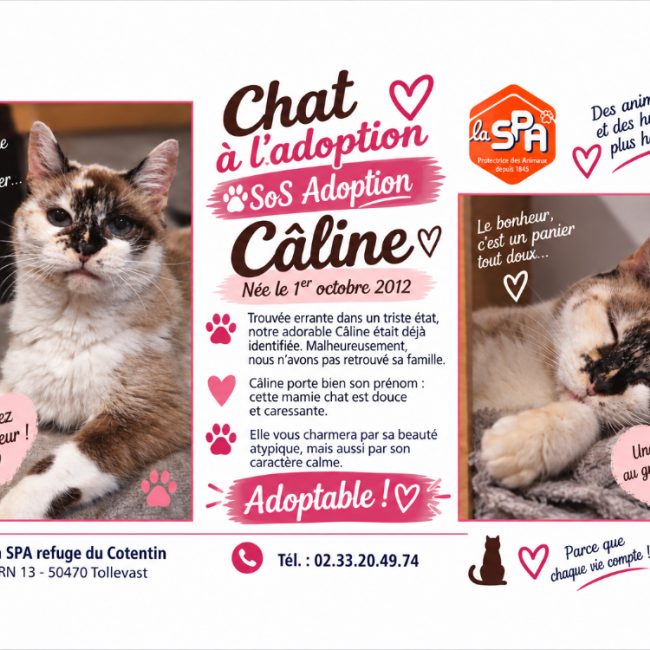 Caline - Chat Européen à adopter