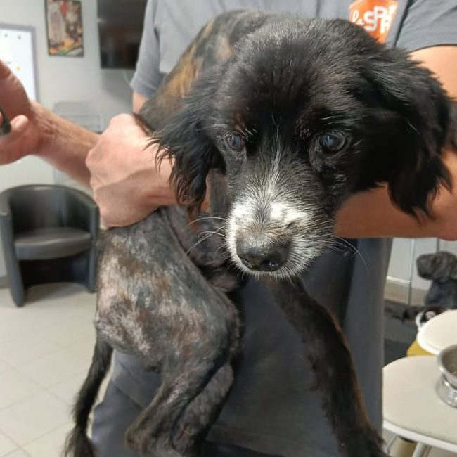 Sam - Chien à adopter