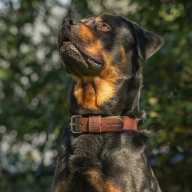 Salvador - Chien Rottweiler à adopter