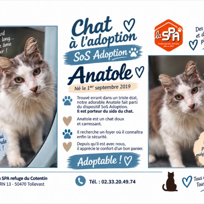 Anatole - Chat Européen à adopter