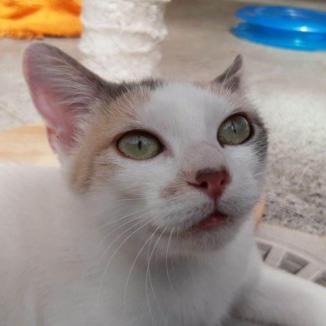 Mirabelle - Chat Européen à adopter