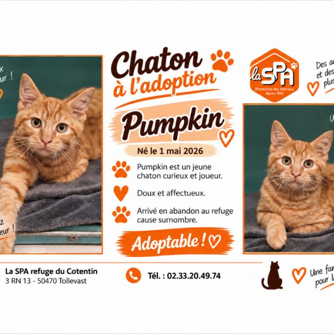 Pumpkin - Chat Européen à adopter
