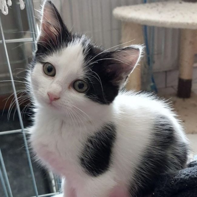 Barkhane - Chat Européen à adopter