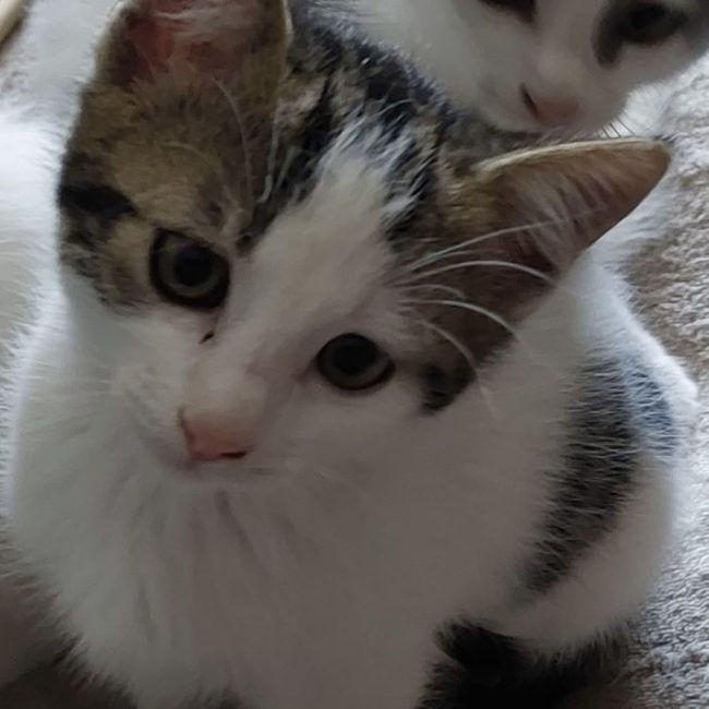Boston - Chat Européen à adopter