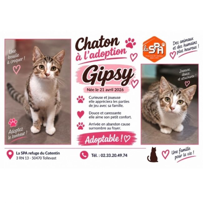 Gipsy - Chat Européen à adopter
