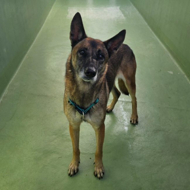 Maya - Chien Berger Belge Malinois à adopter
