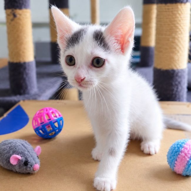 Bubble - Chat Européen à adopter