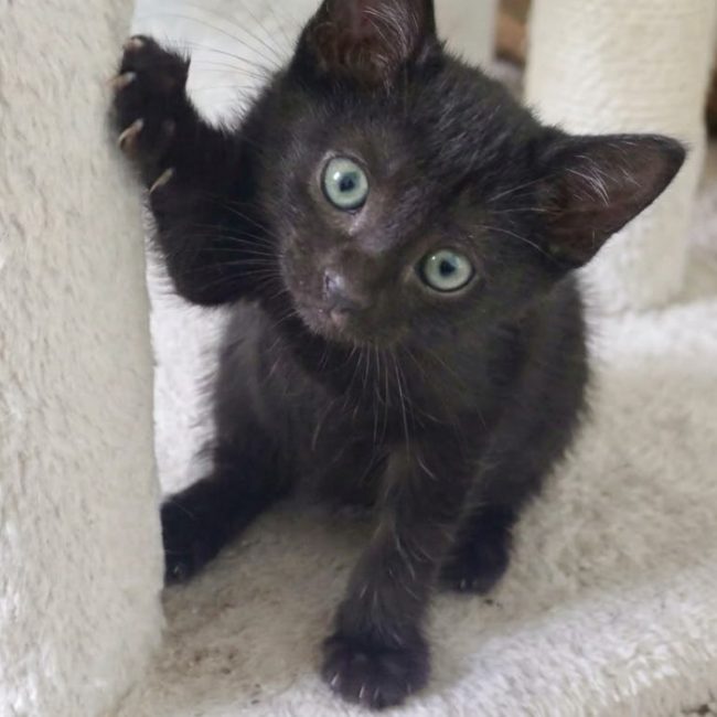 Bella - Chat Européen à adopter