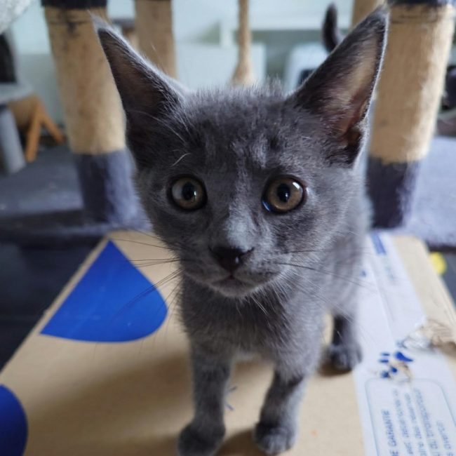 Bolt - Chat Européen à adopter