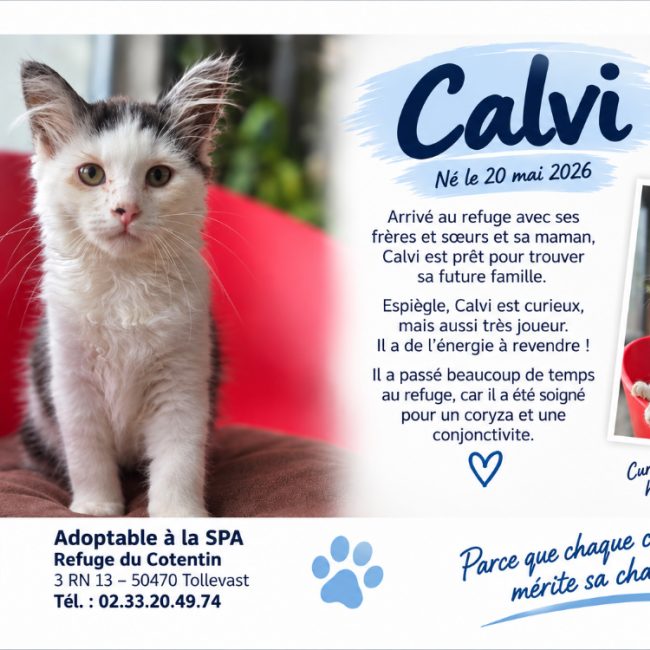 Calvi