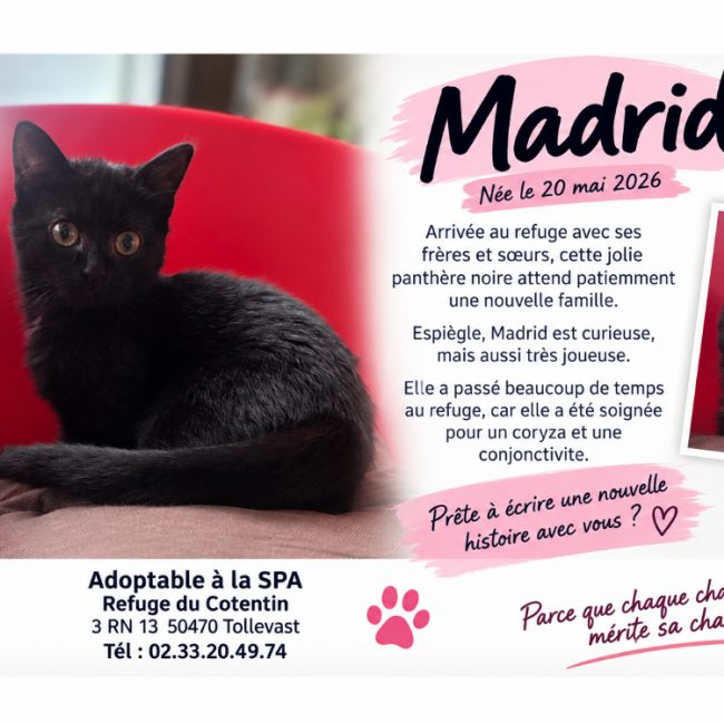 Madrid - Chat Européen à adopter
