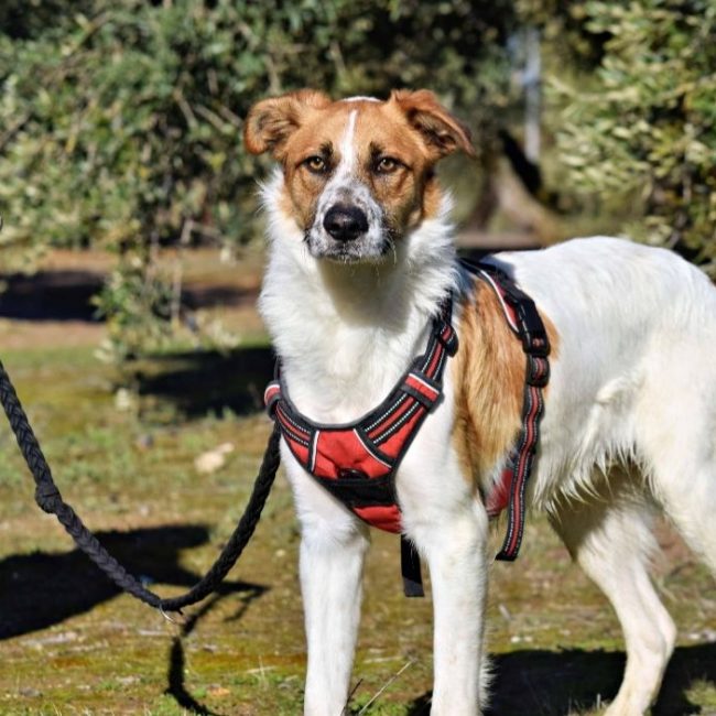 TOMMY - Chien à adopter
