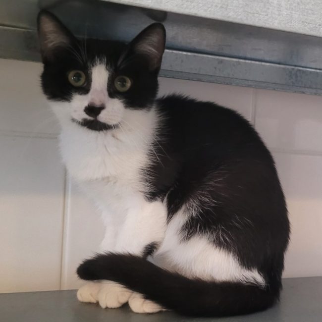 Krokmou - Chat Européen à adopter