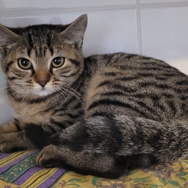 Sidney - Chat Européen à adopter