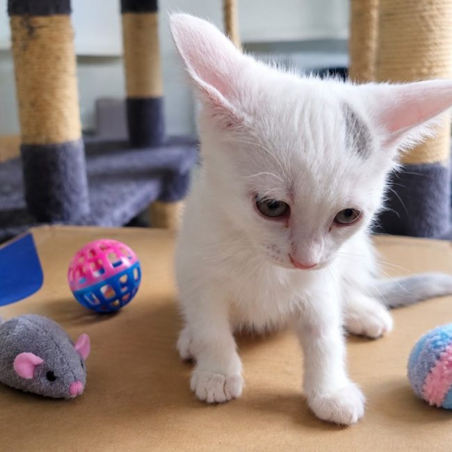 Bonnie - Chat Européen à adopter