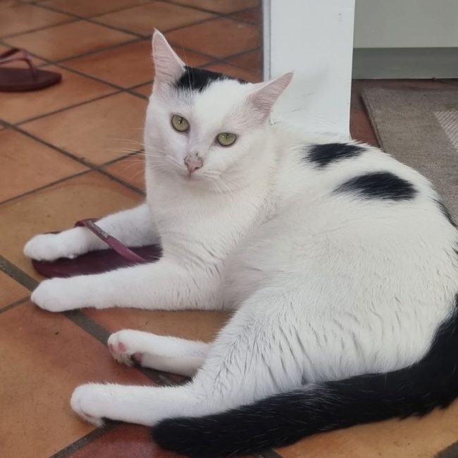 Milo